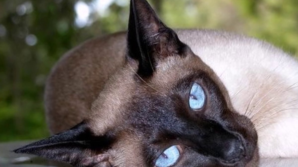 Сиамская турецкая кошка