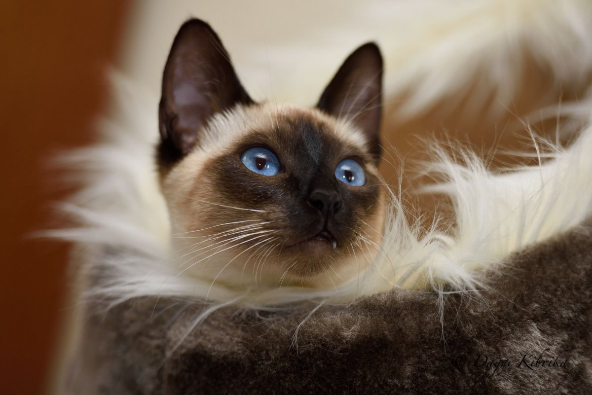 Тайская кошка старотипная