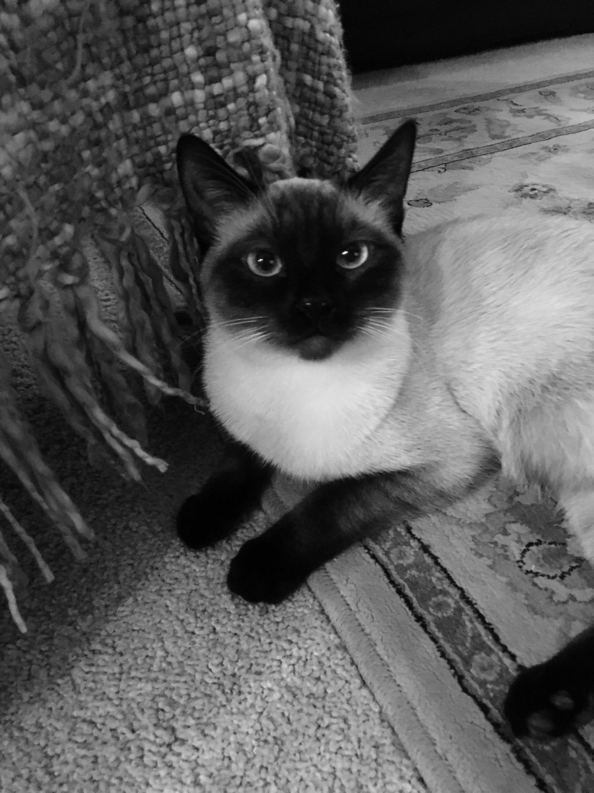 Сиамская кошка серая