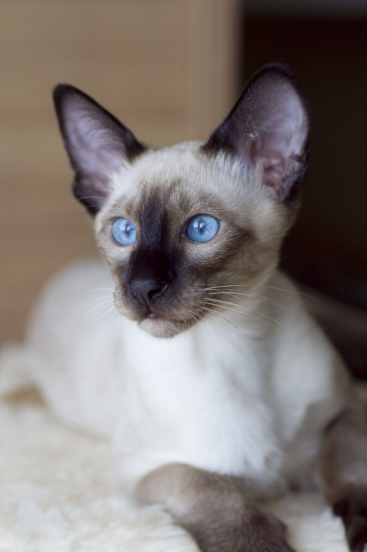 Tortie point тайская кошка