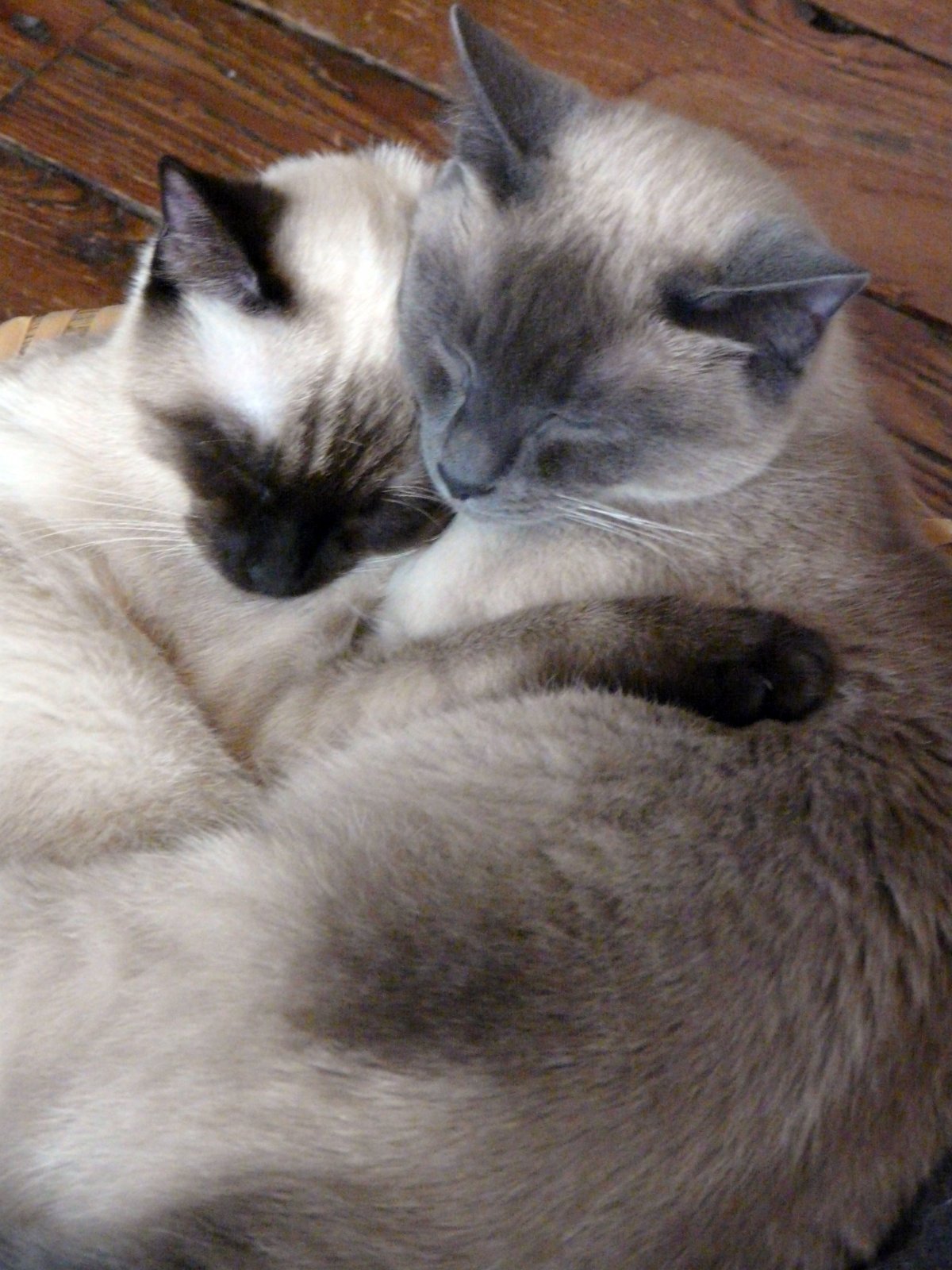 Сиамские коты обнимаются