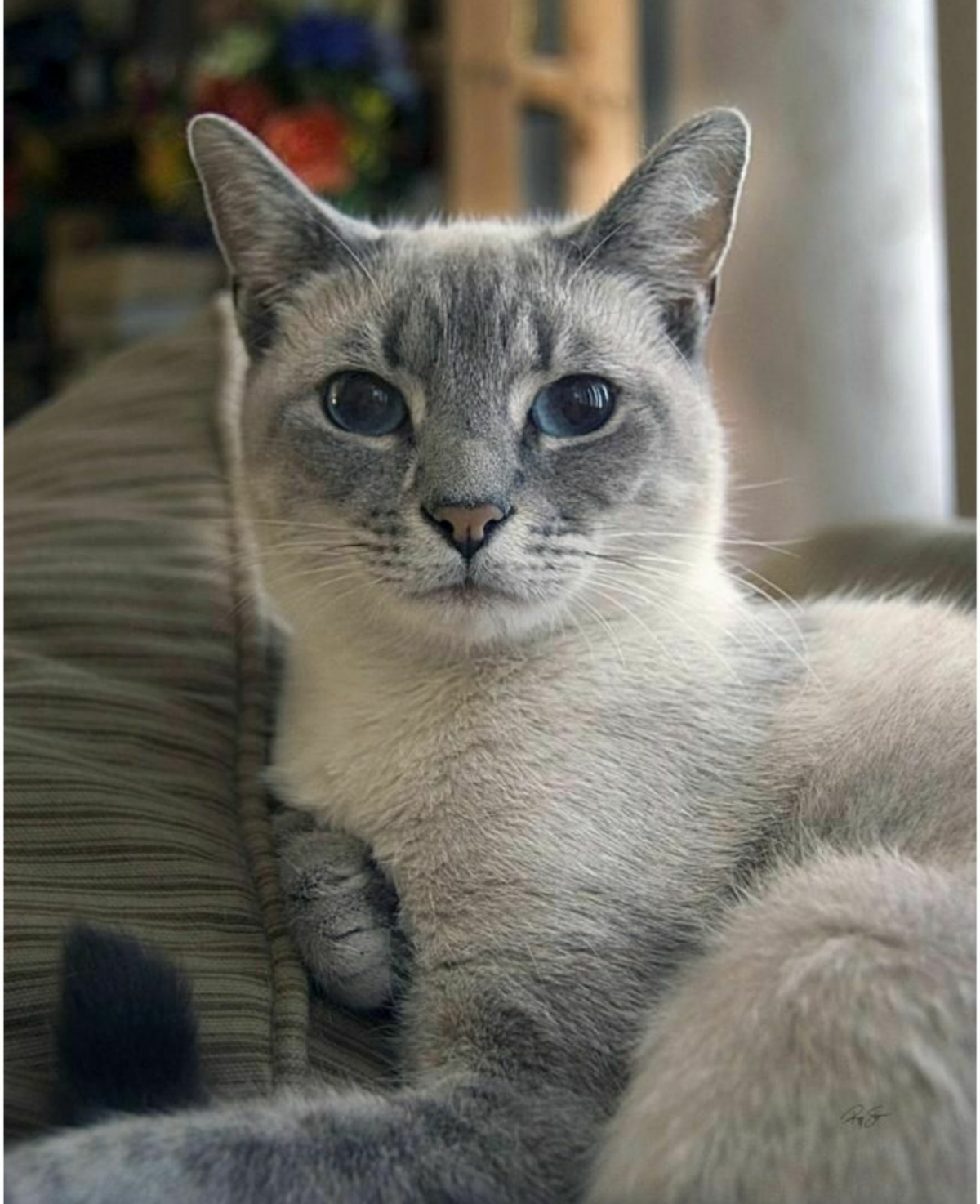 Сиамская кошка Блю-Пойнт