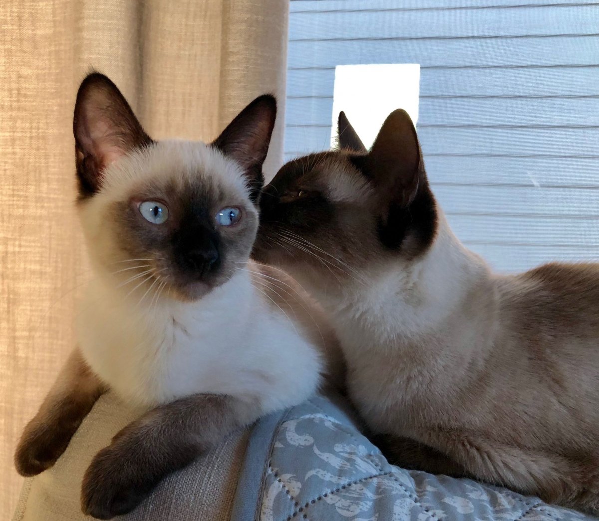 Сиамский кот рисунок