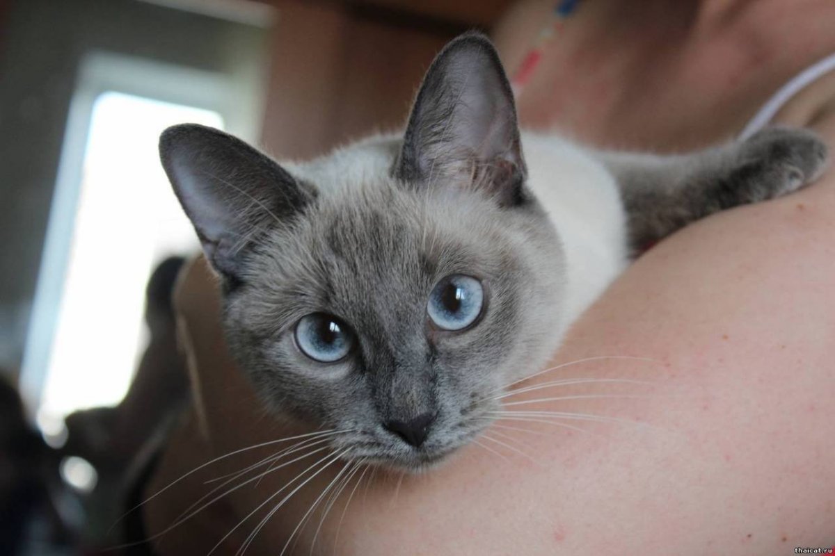 Тайская кошка голубой Пойнт