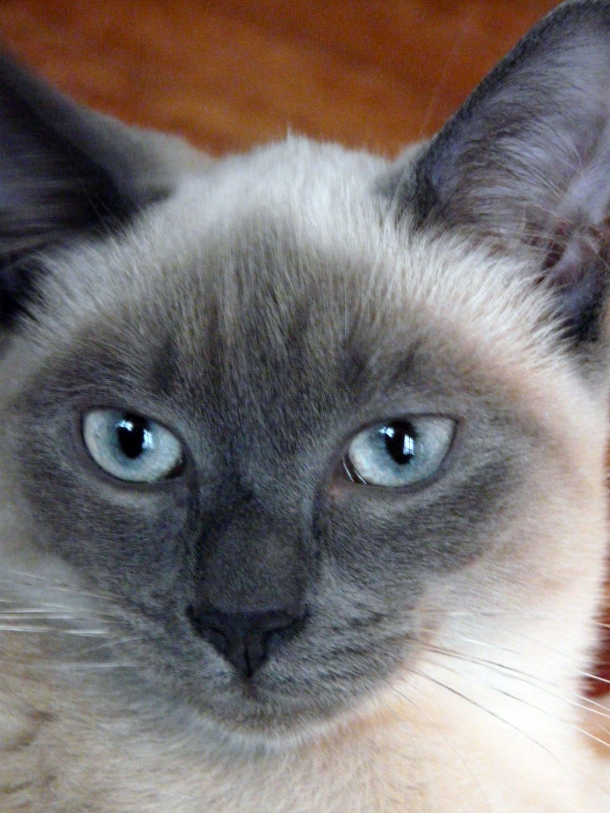 Сиамская серая