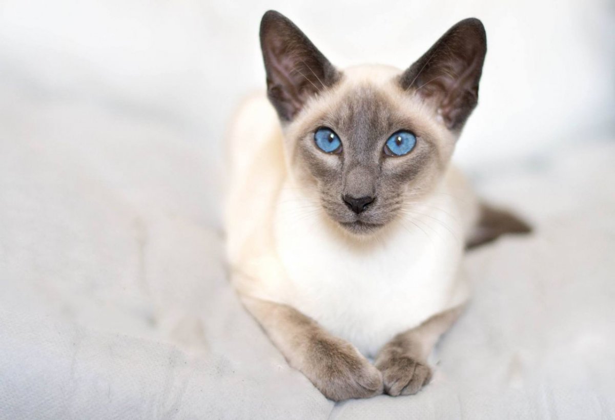 Сиамский ориентальный кот