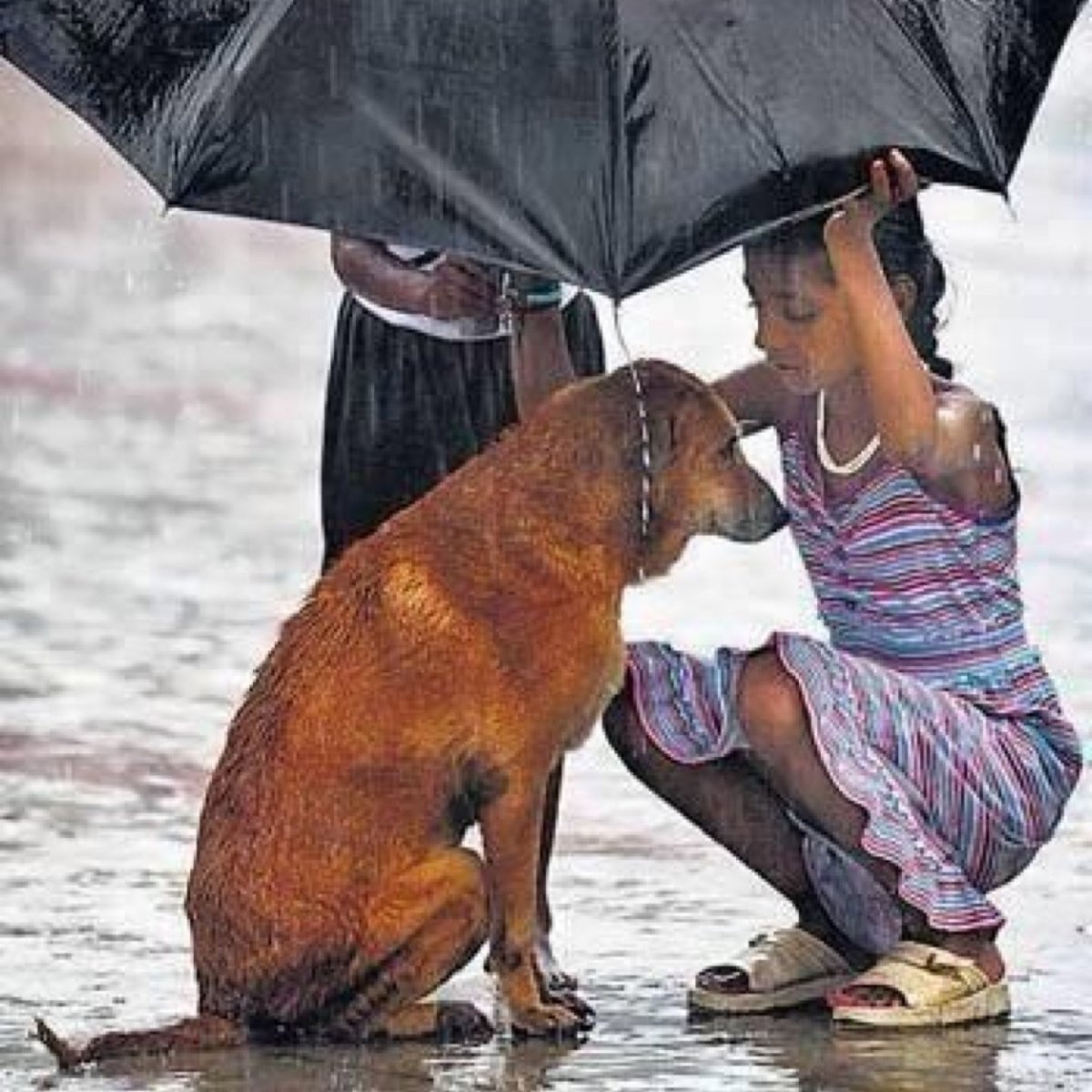 Они не опасны если воспитать их правильно