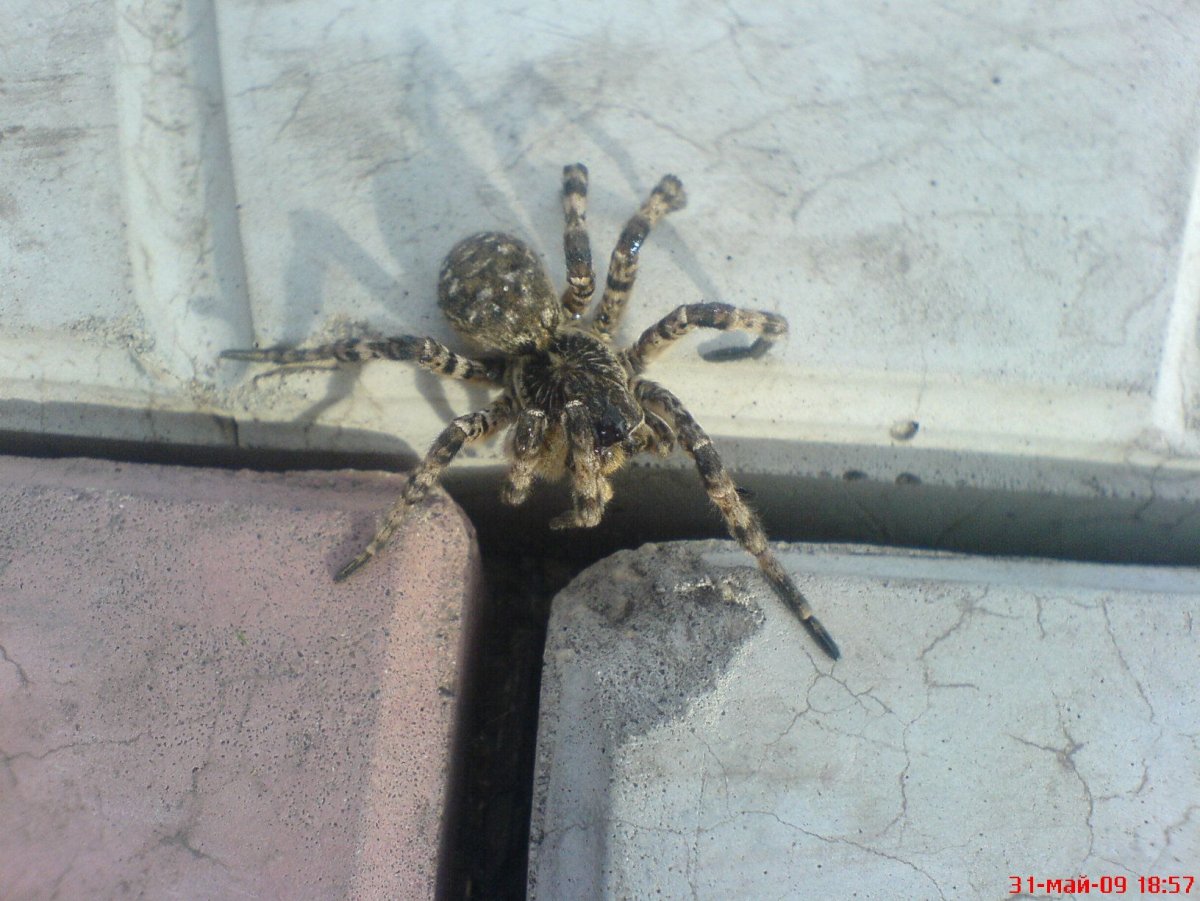 Пауки в доме
