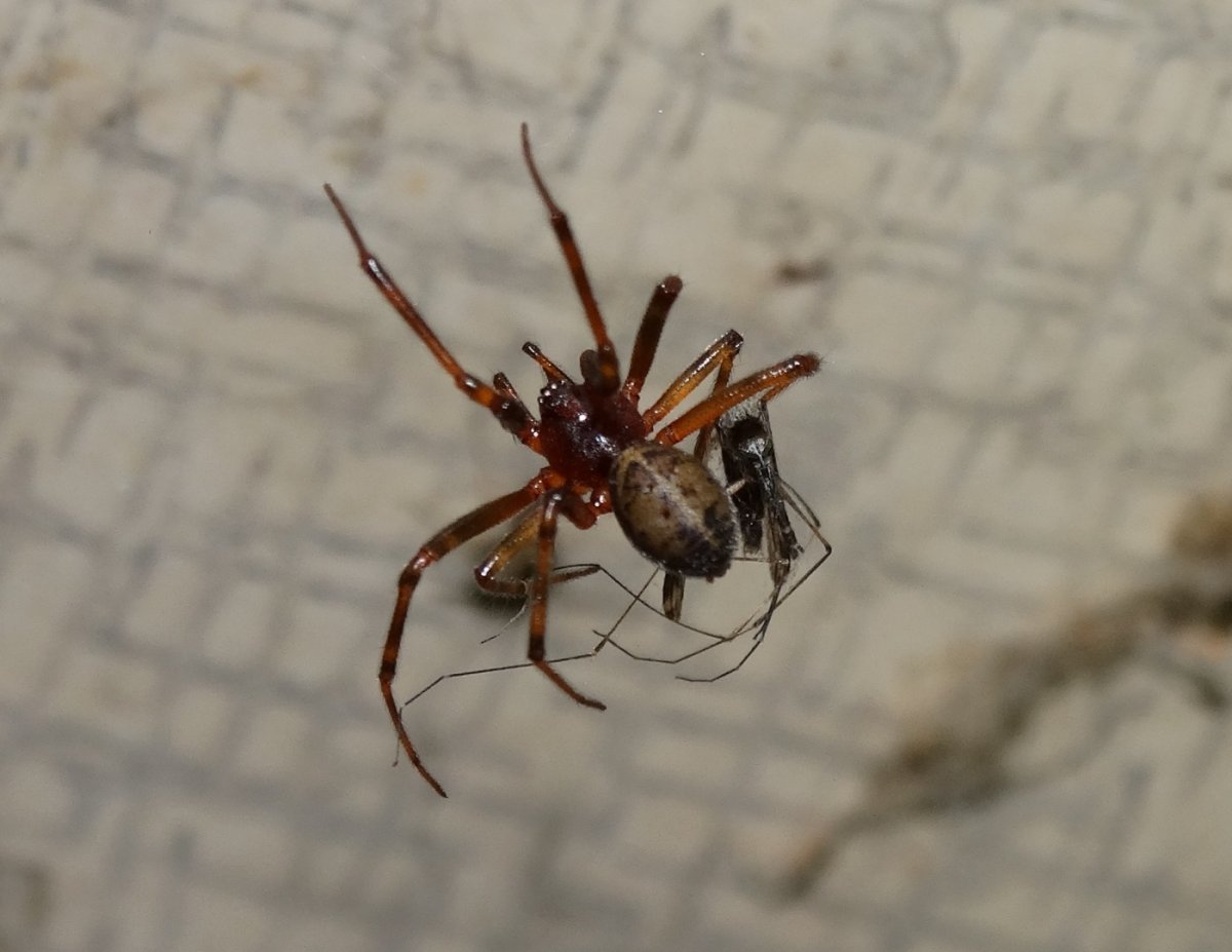 Brown Recluse Spider паук