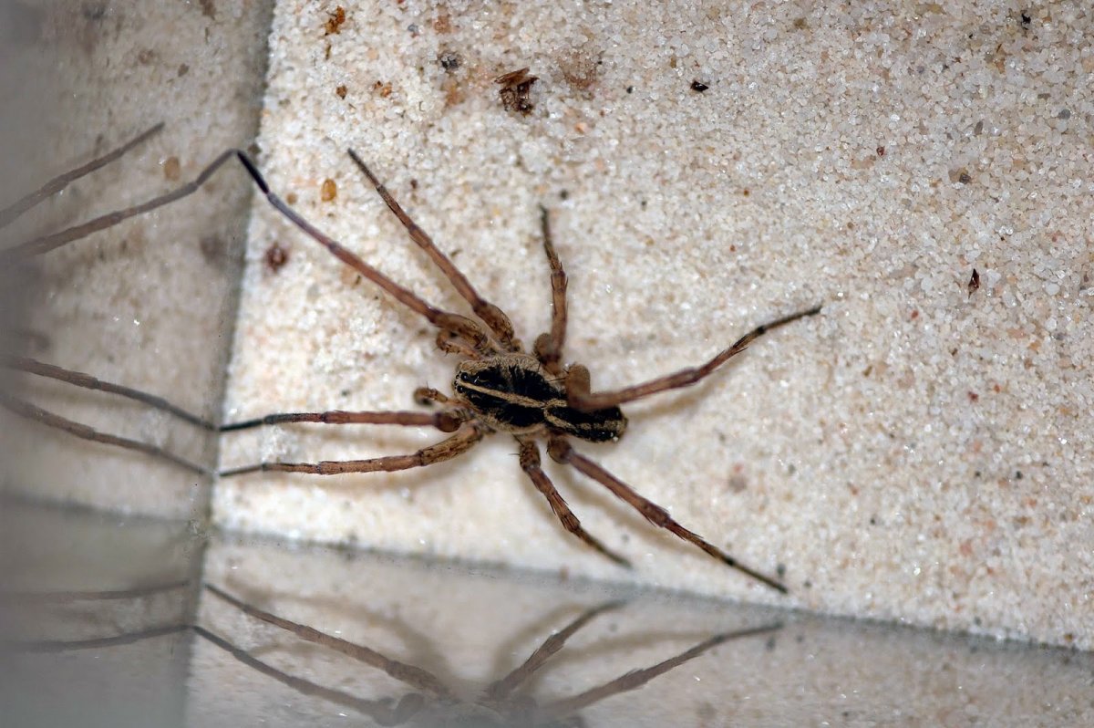 Лососево-розовый паук-птицеед