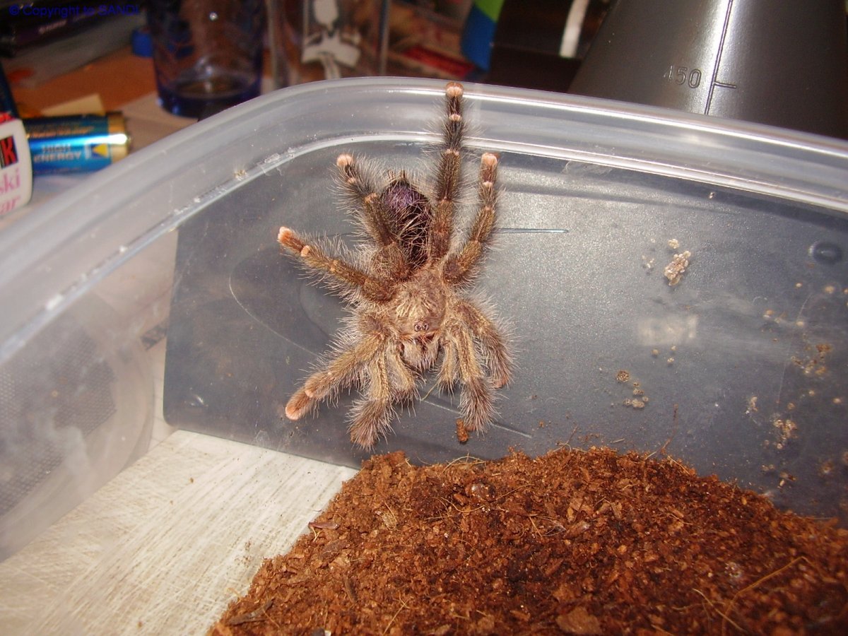 Гигантский паук в Китае