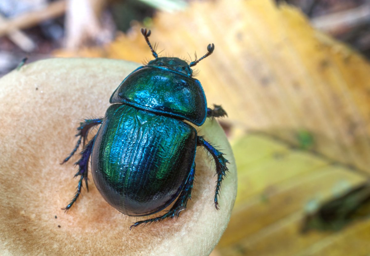 Жук навозник зеленый