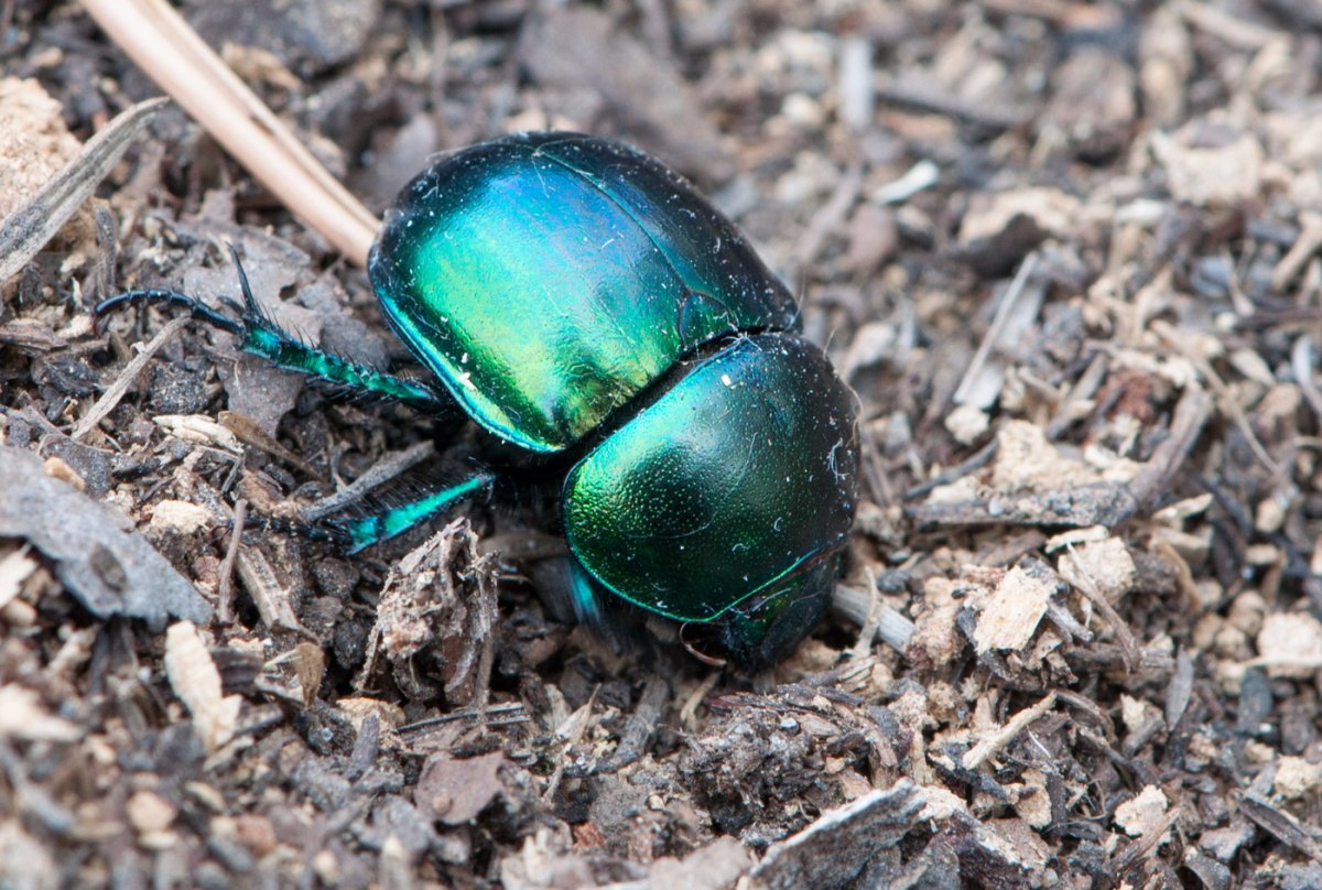 Жук навозник Лесной