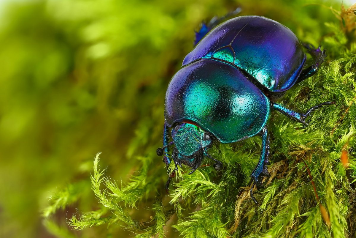 Навозник весенний (Trypocopris vernalis)