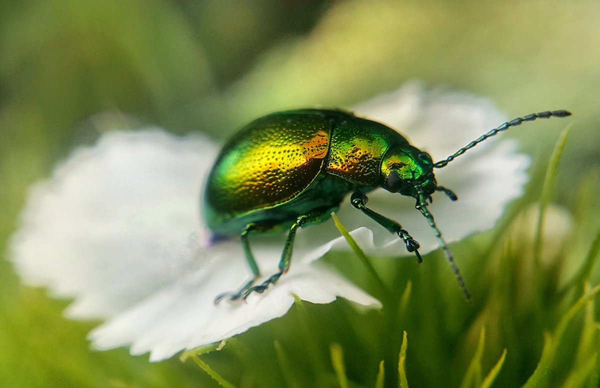 Жук навозник зеленый