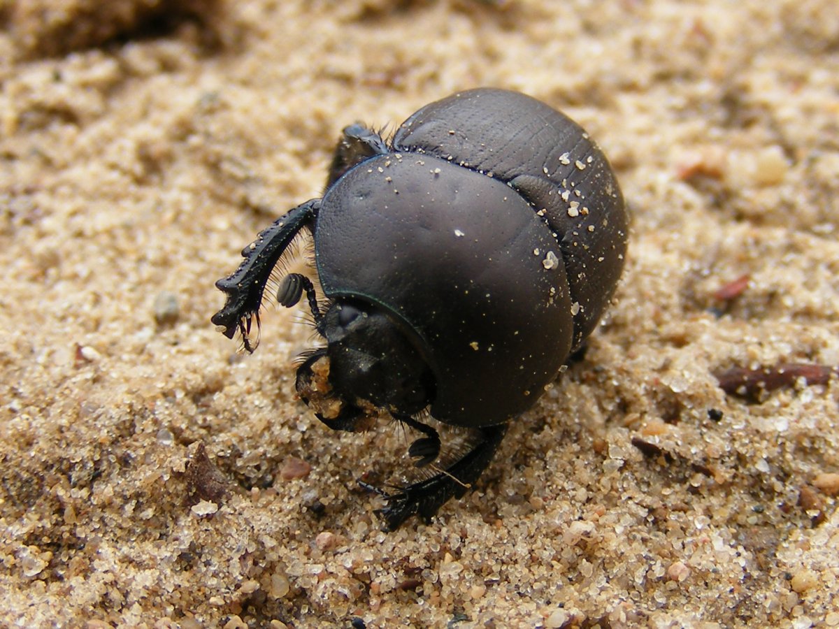 Черный Жук навозник