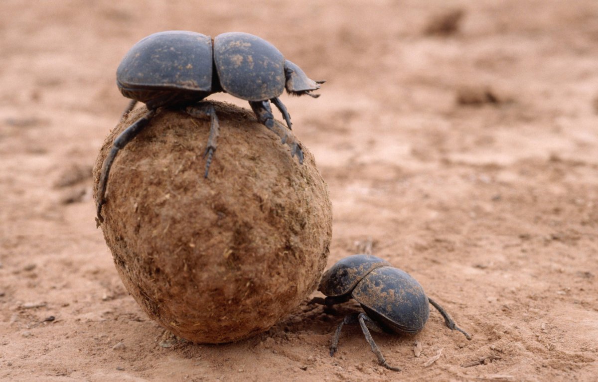 Жук навозник зеленый