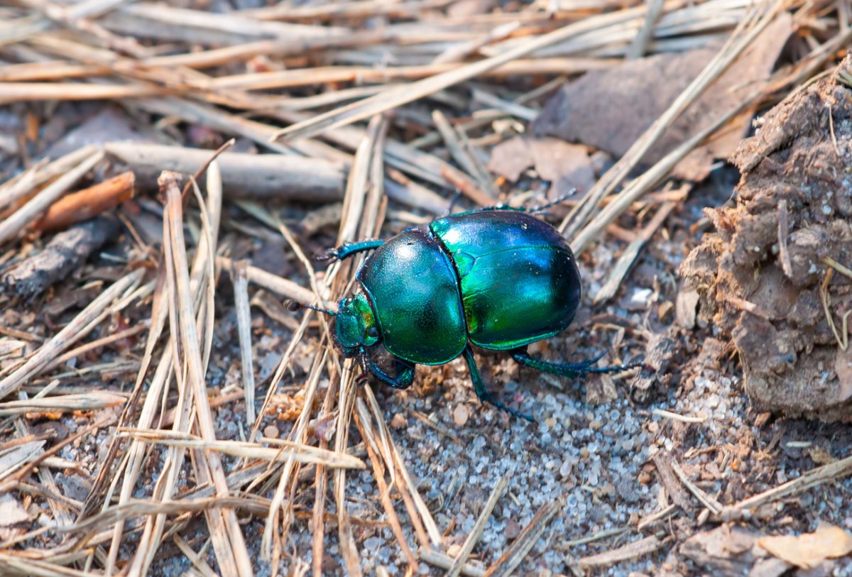 Бронзовка Жук Листоед