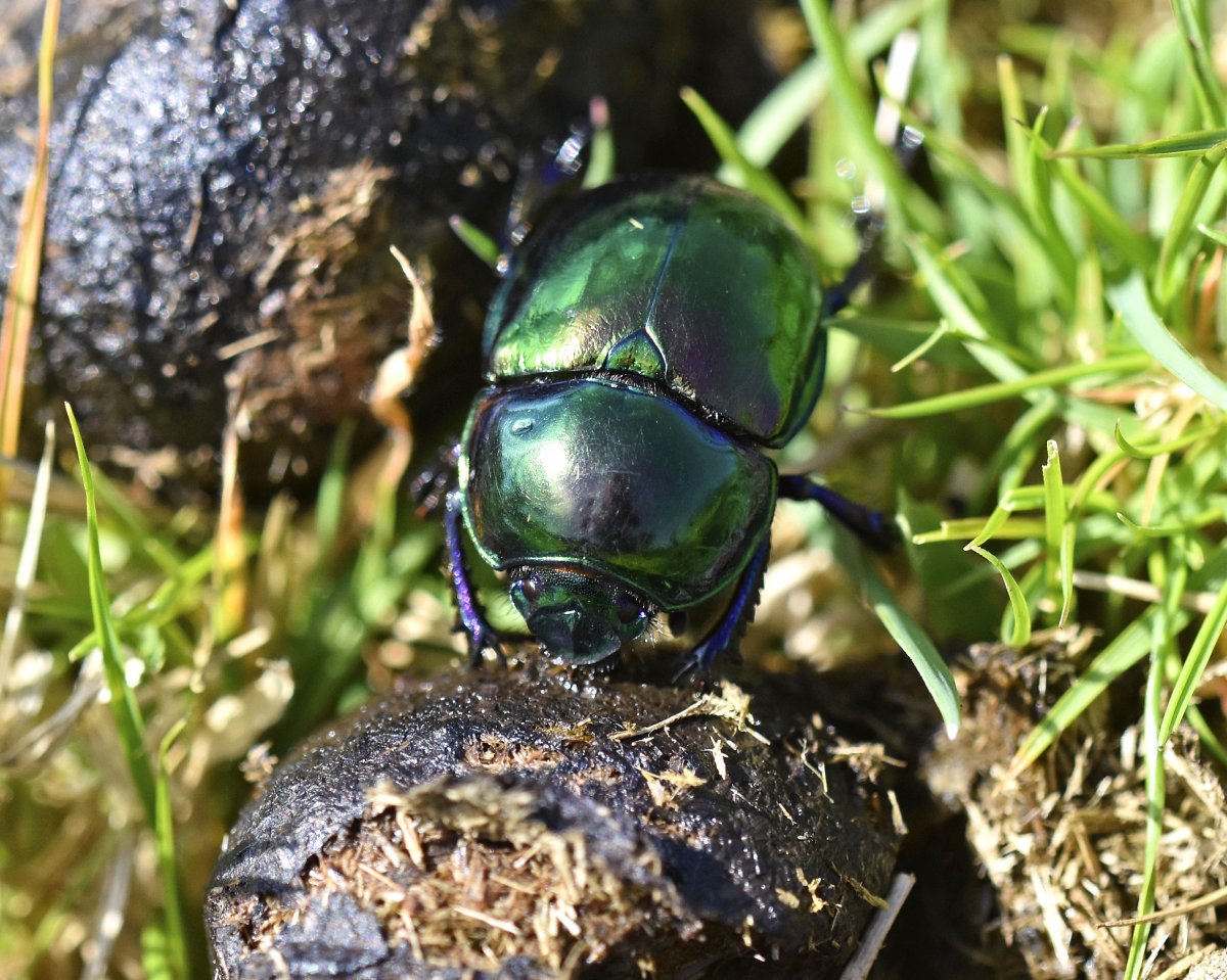 Черный Жук навозник