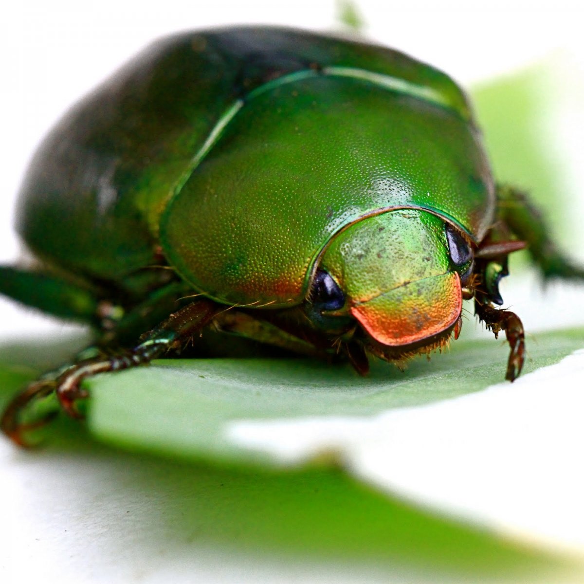 Жук золотистая бронзовка