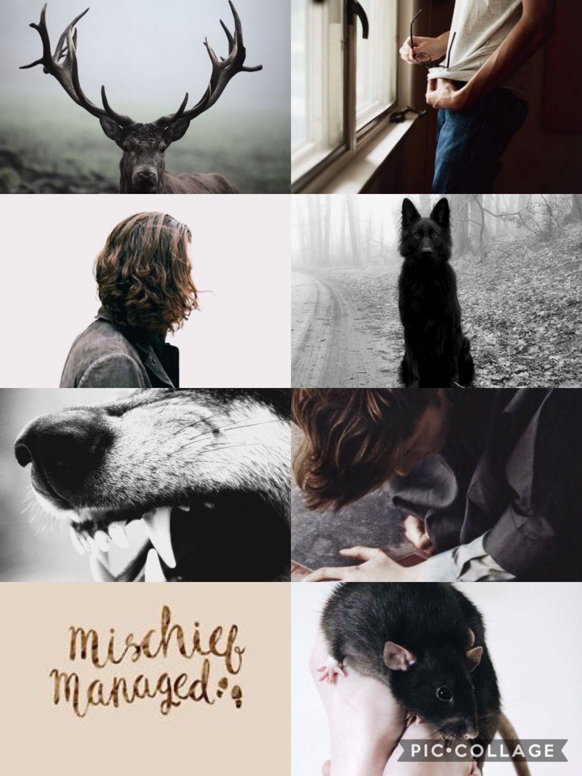 Сириус Блэк сейчас