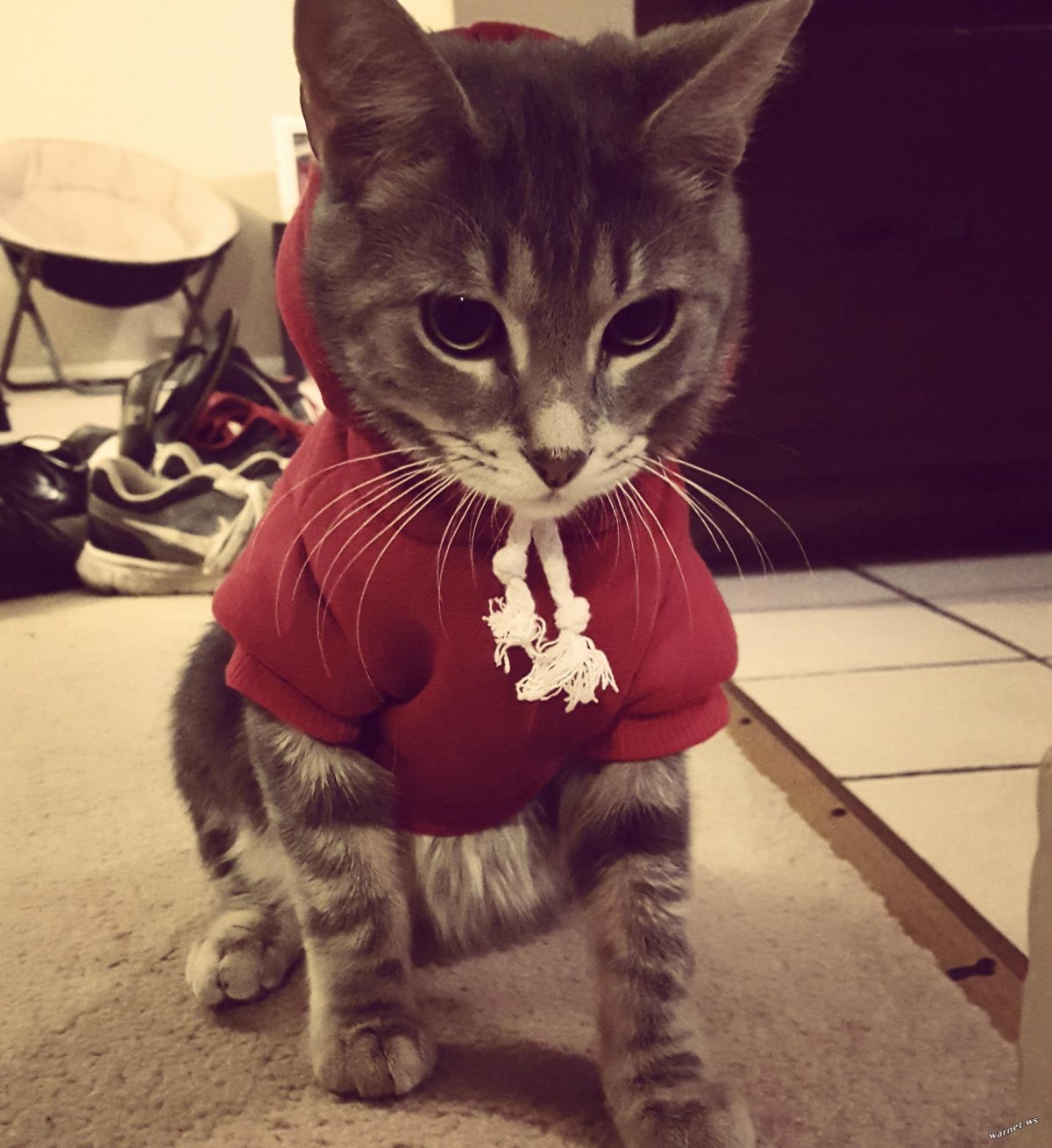 Кот в капюшоне