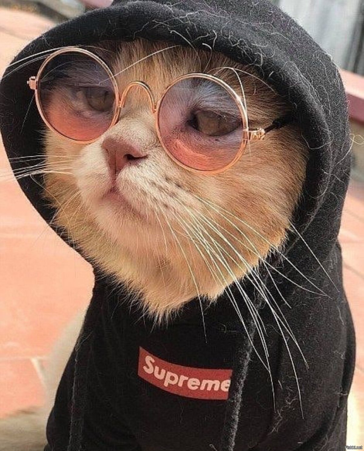 Максим Колобашкин