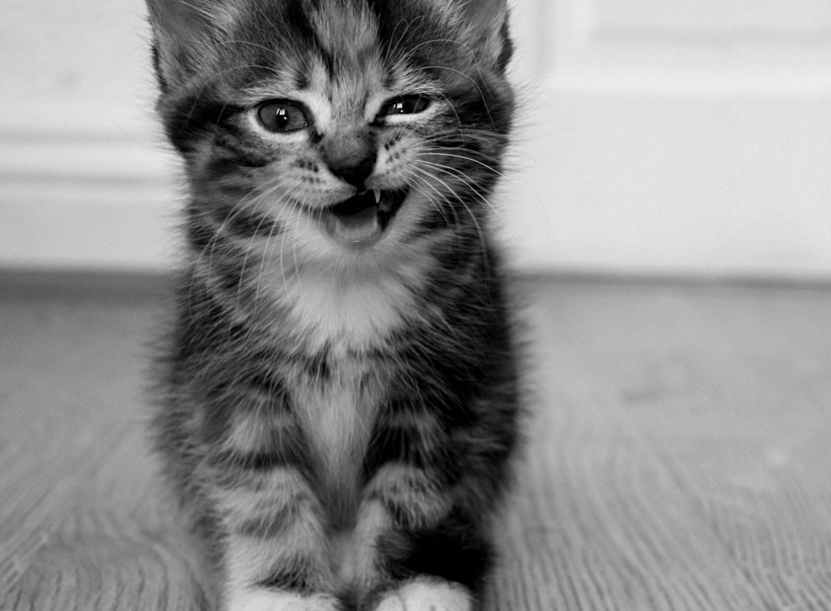 Смешные коты мемы