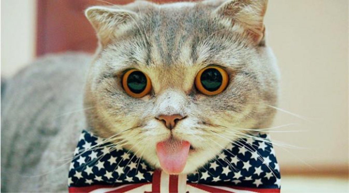 Классные котики