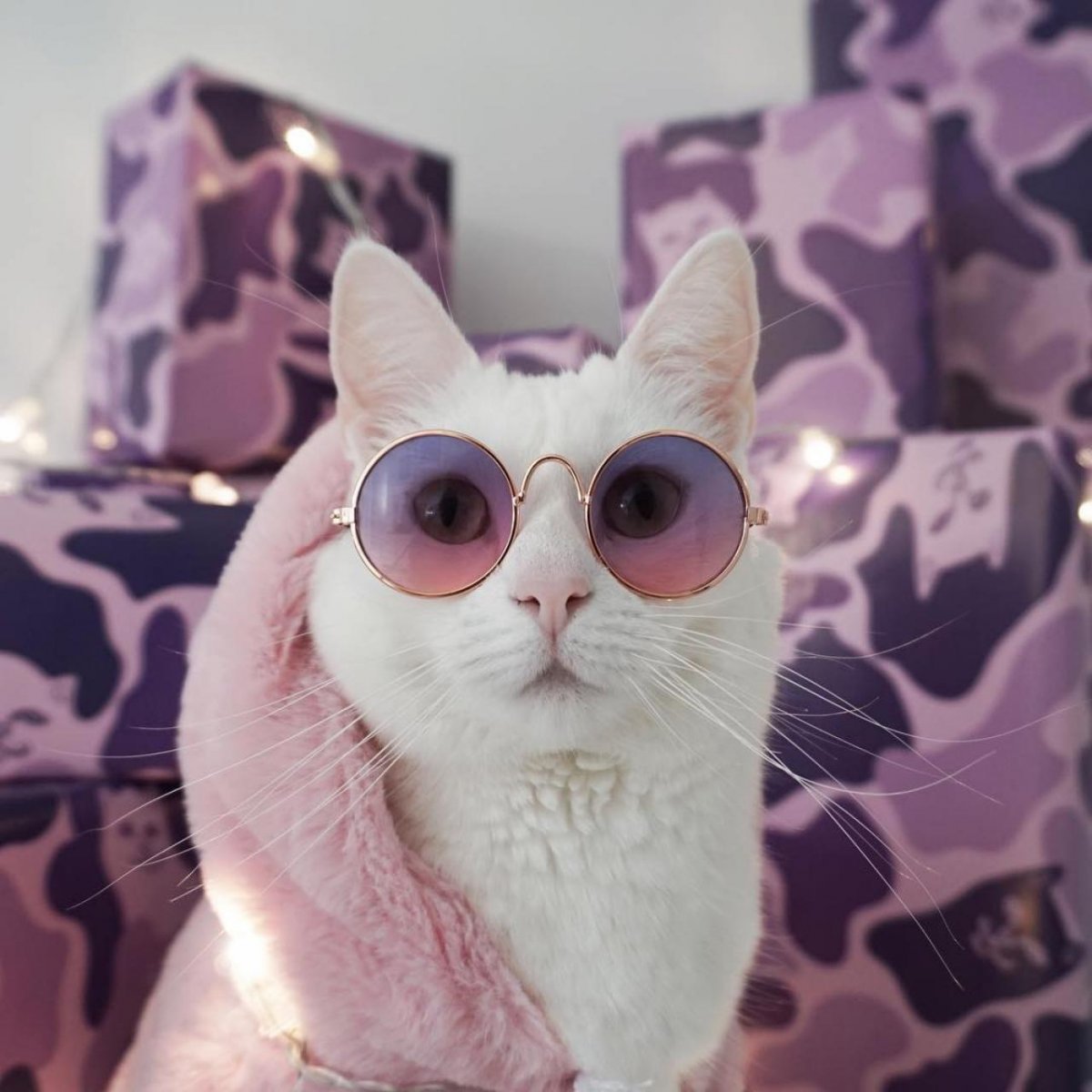 Авы для группы котики