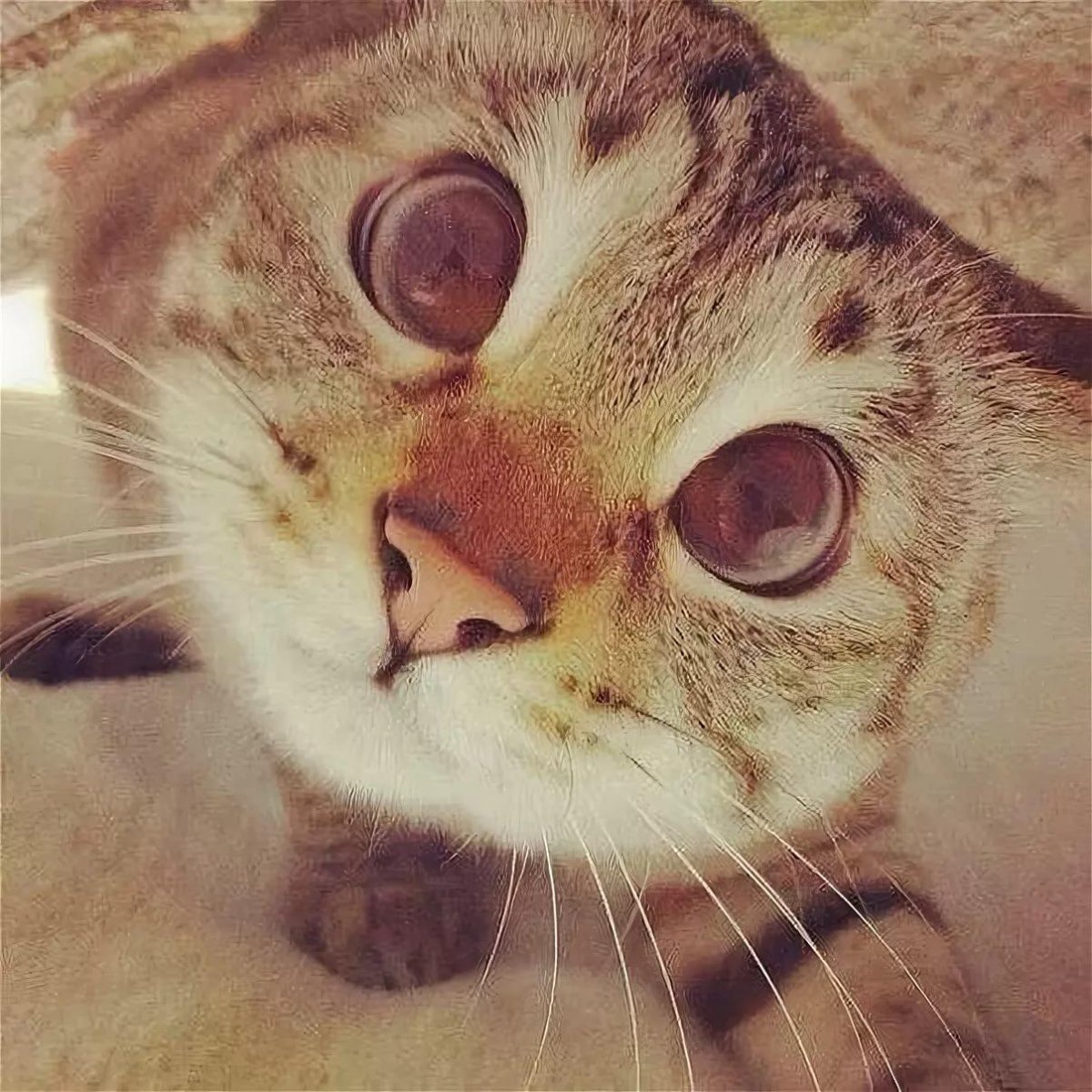 Смешные коты на аву