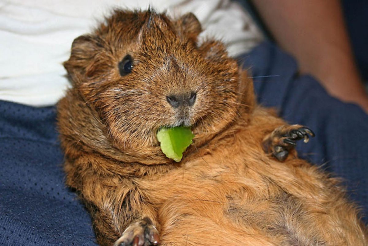 Толстое животное