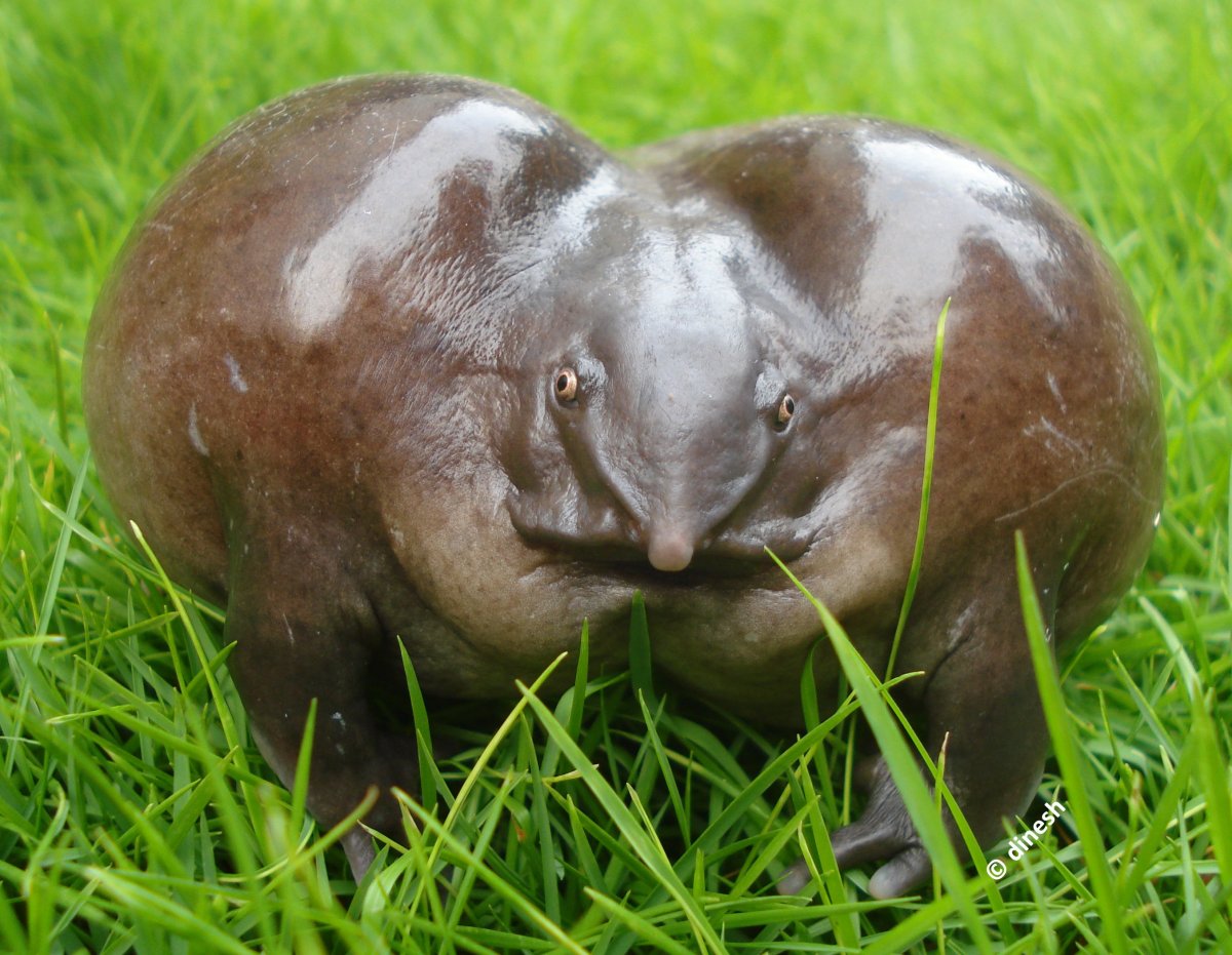 Раздутая жаба