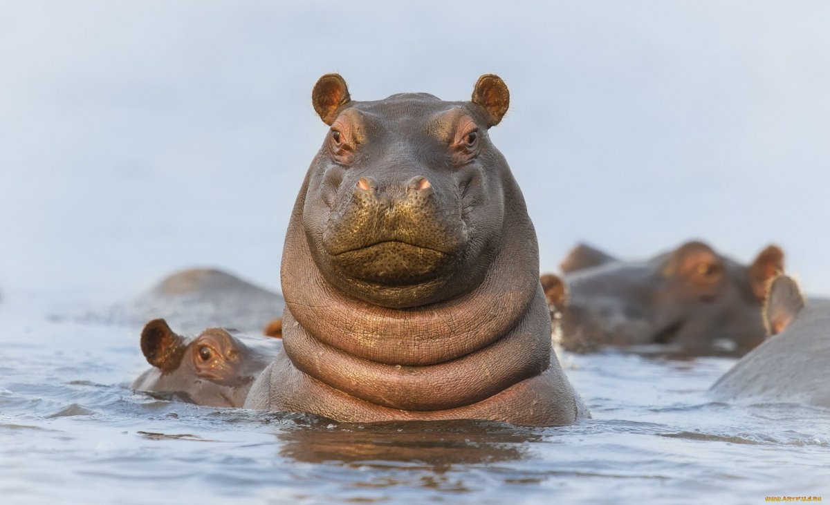 Толстый Бегемотик