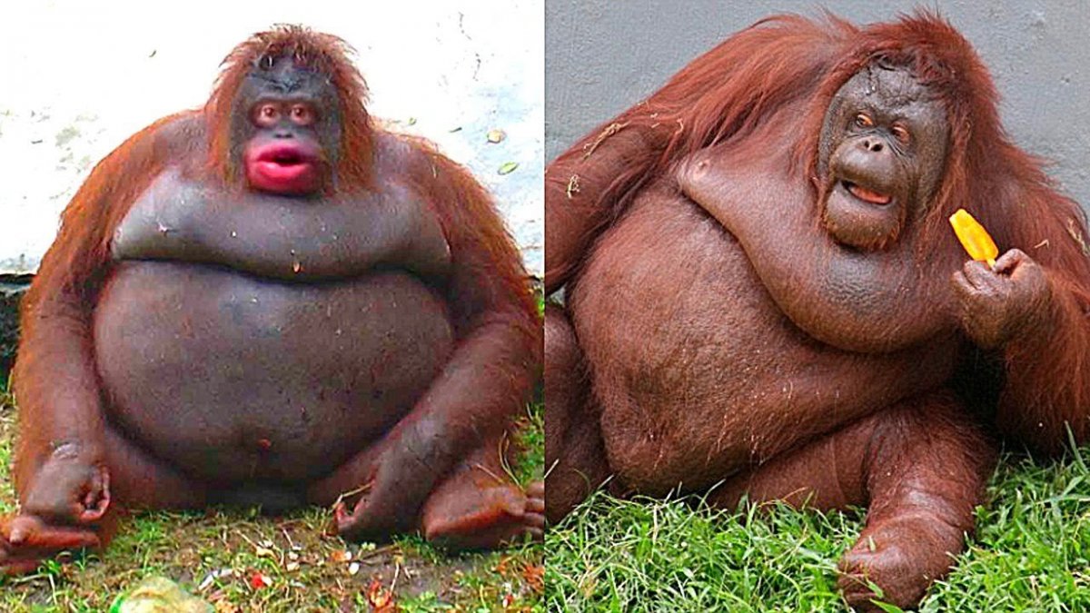 Самое жирное животное в мире