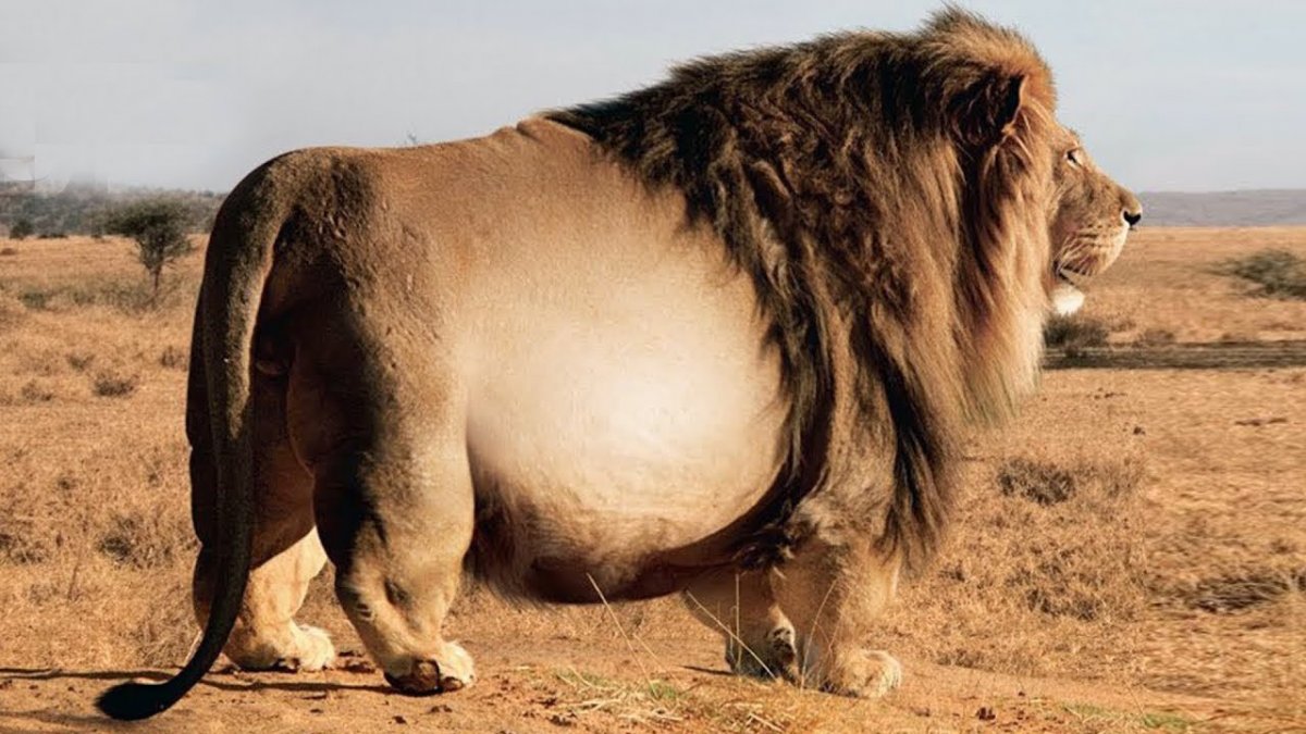 Карликовый кенгуру Квокка