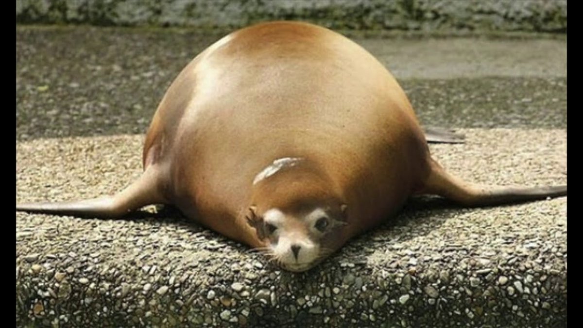 Самые толстые животные