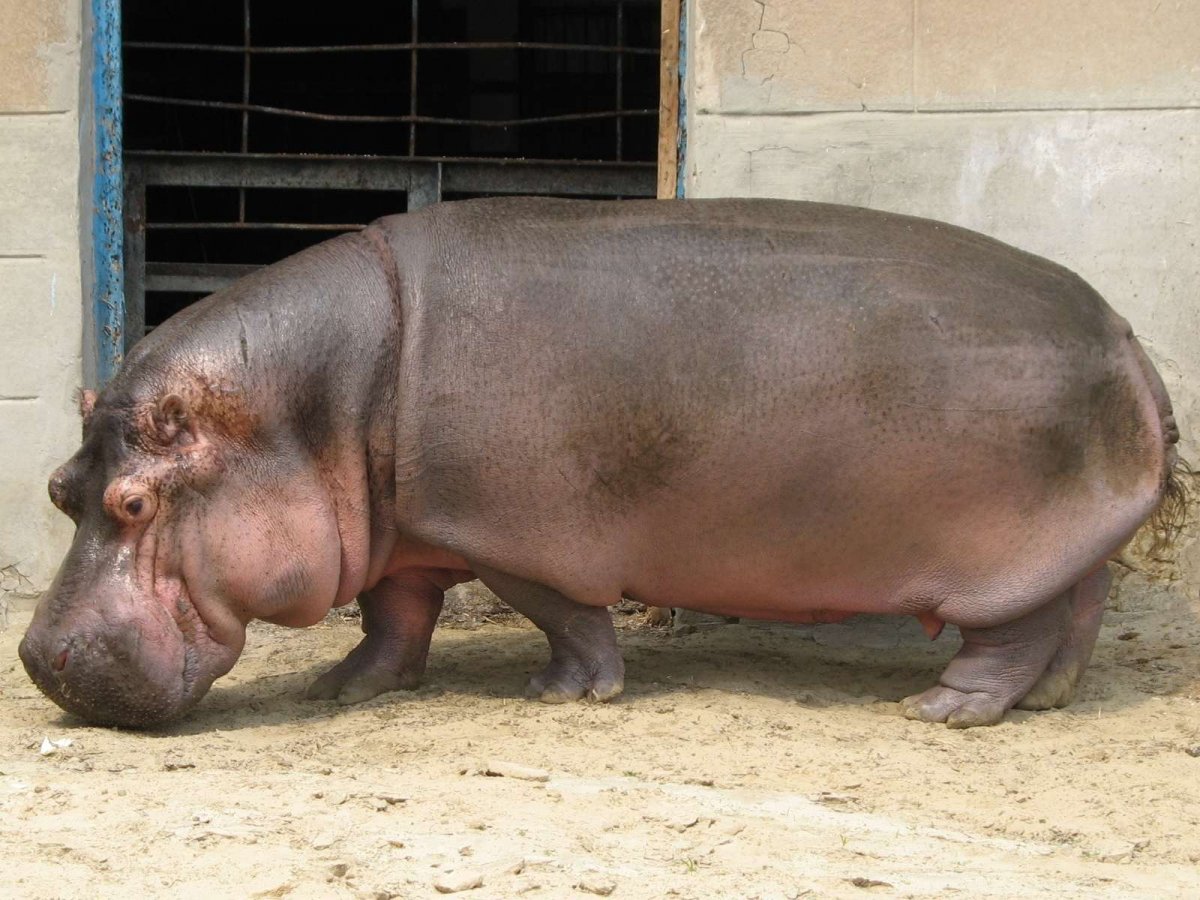 Самый толстый Бегемот