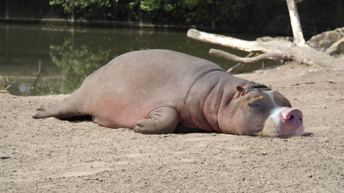 Жирный Бегемот