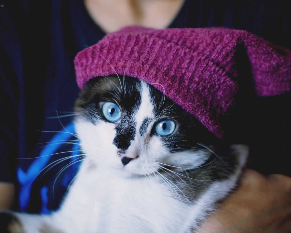 Шапочка котика