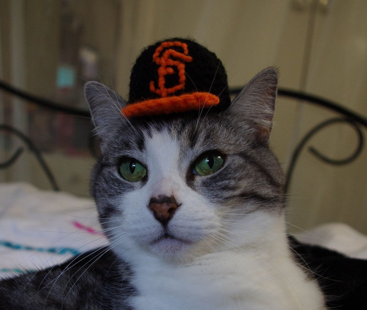 Новогодний котик