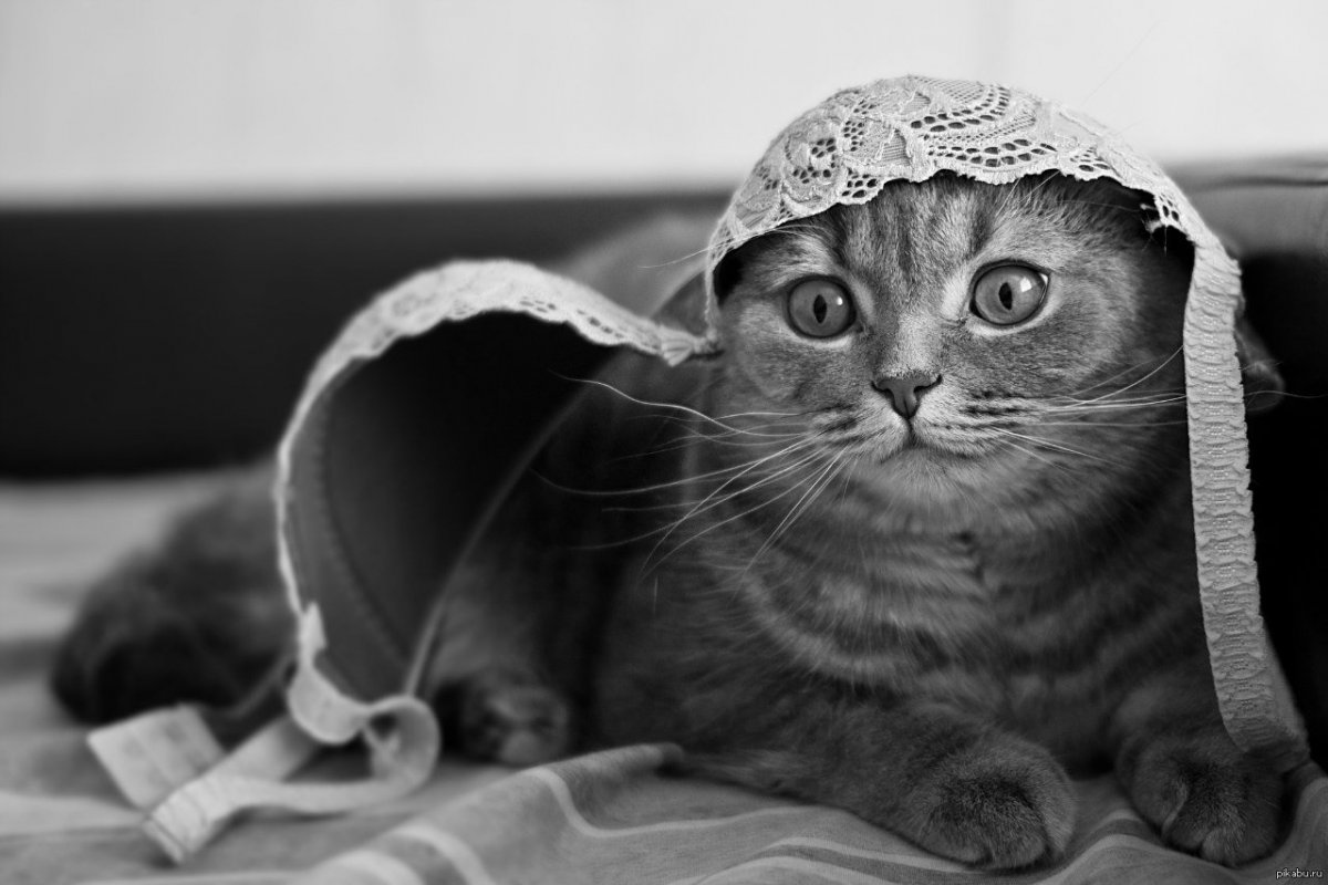 Кот в беретке