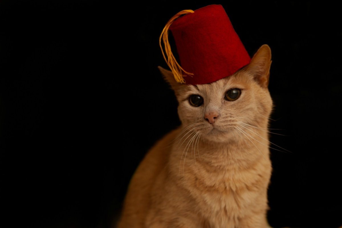 Кот в шапке