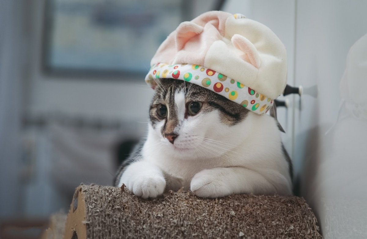 Шапка "котёнок"