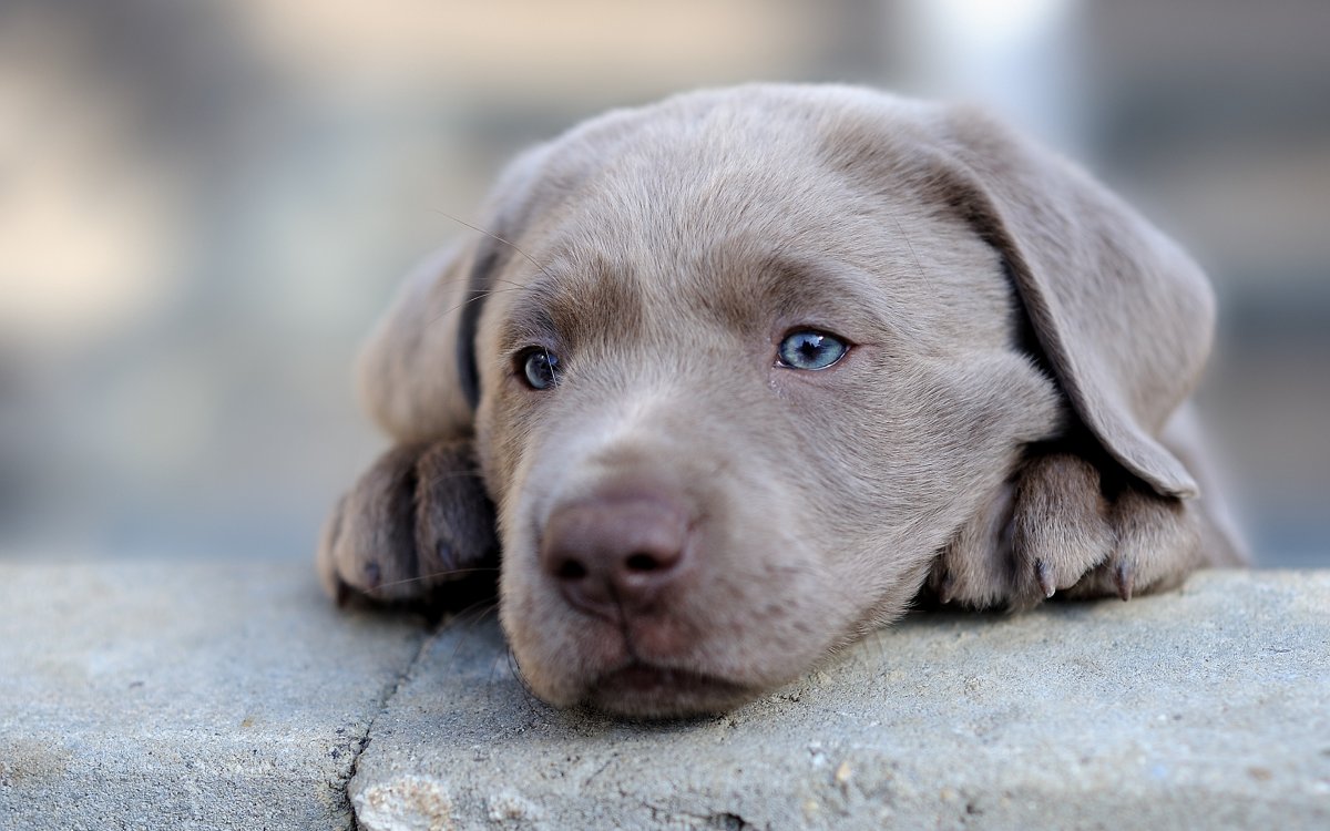 Веймаранер черный