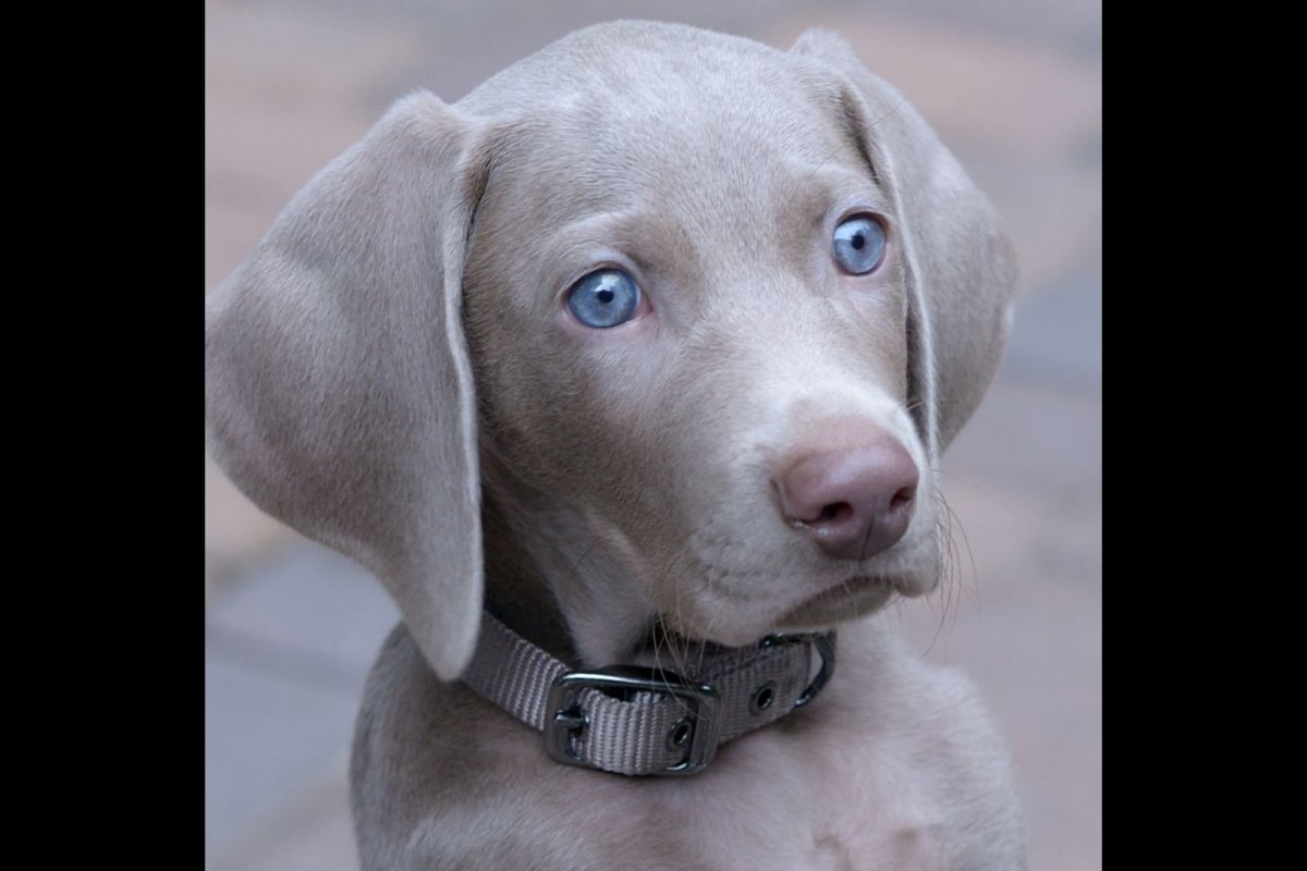 Blue great Dane порода