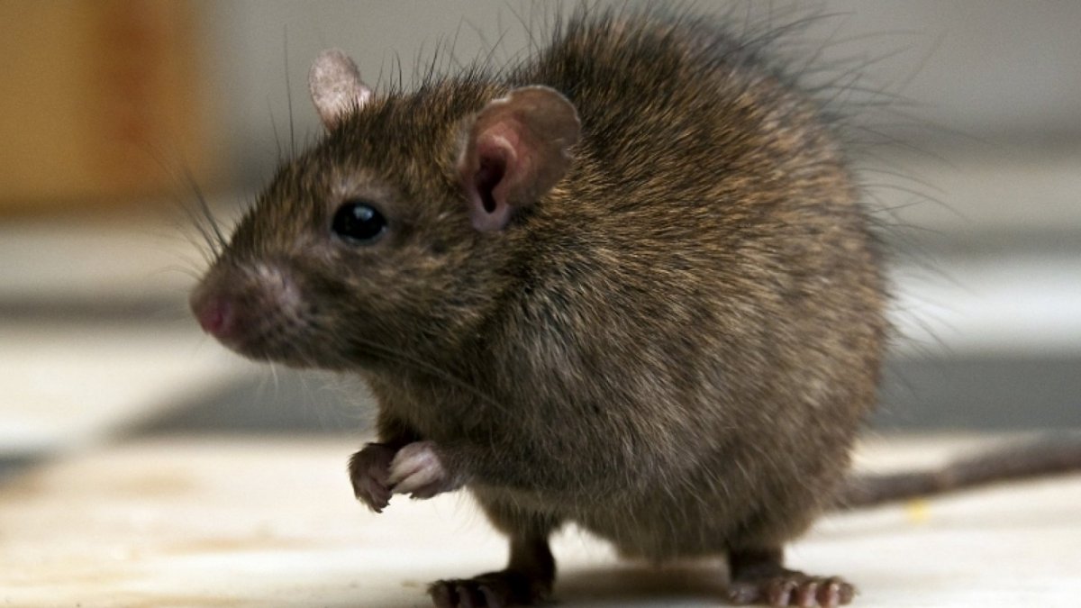 Коричневая мышь