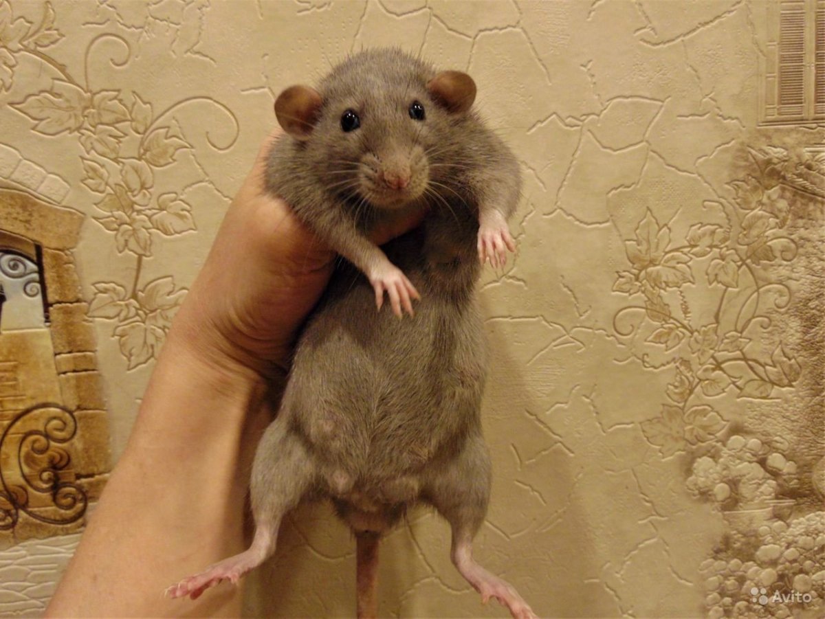 Крыса Дамбо агути