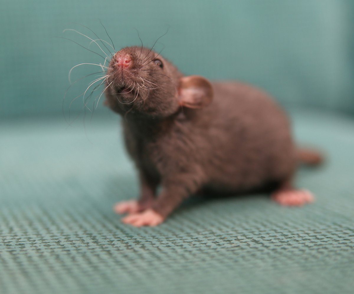 Юлатка крыса