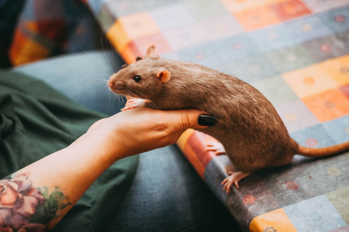 Бурая крыса